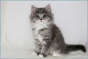 Female Siberian Kitten from Deedlebug Siberians